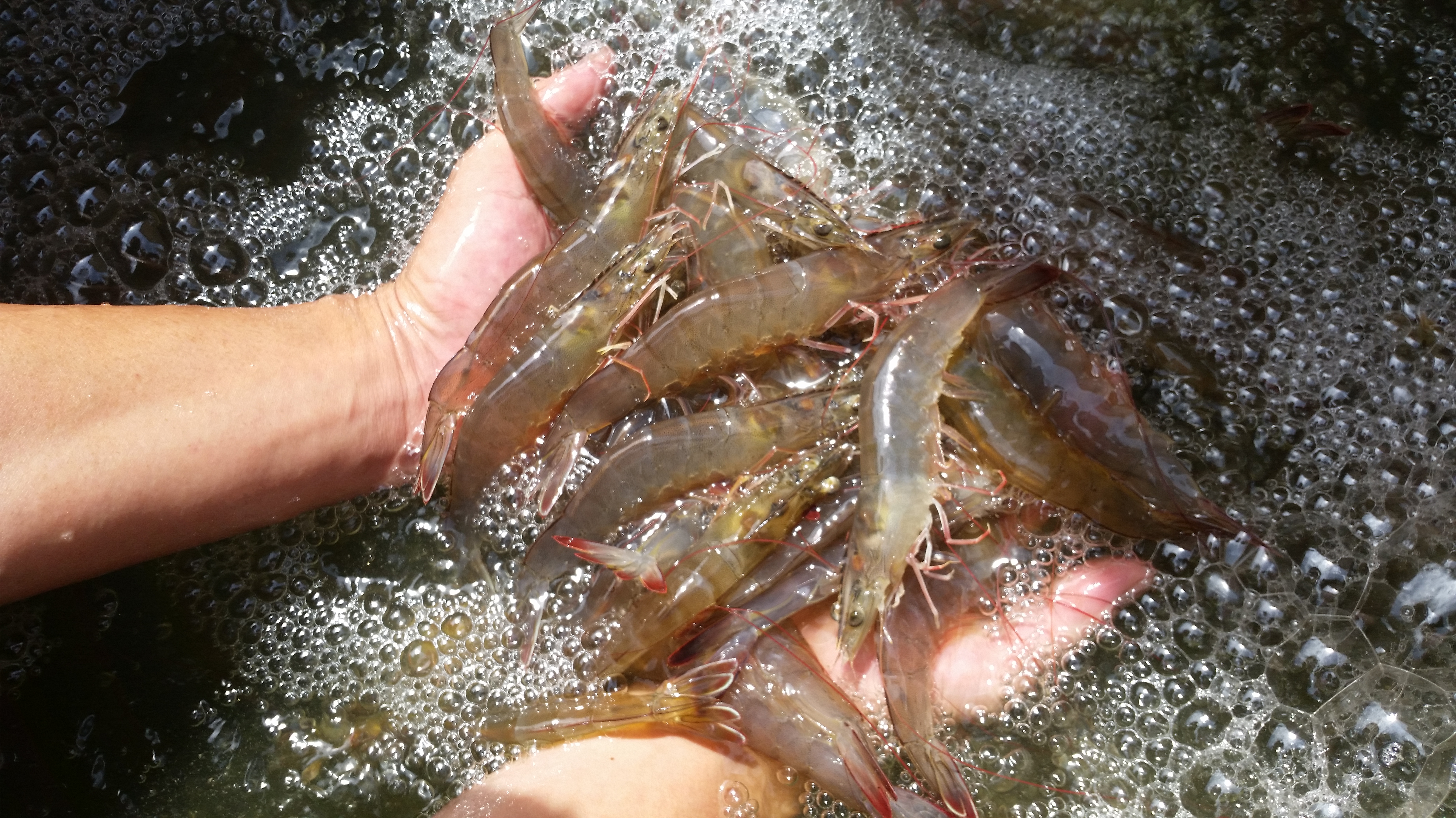 Ecolife farm worker holding freshly harvested prawns at the aquaculture farm in Negeri Sembilan