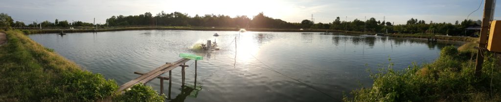 Panoramic view of Ecolife Aquatech prawn farm ponds in Negeri Sembilan, showing the controlled aquaculture environment
