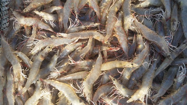 White prawn harvest at Ecolife aquaculture farm, Negeri Sembilan