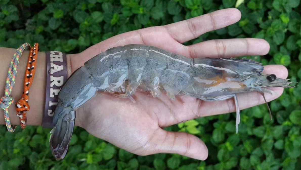 Ecolife premium prawn product, professionally packaged for retail distribution