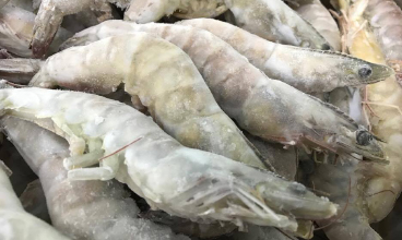 White prawns from Ecolife Aquatech, freshly harvested and ready for delivery
